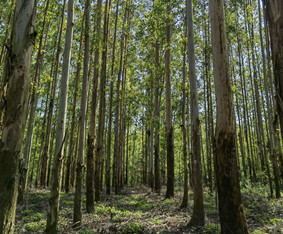 廣西華盛集團盛龍農工商有限責任公司“十四五”期間年森林采伐限額編制