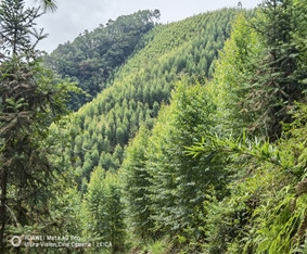 八步區2020年森林督查暨森林資源管理“一張圖”年度更新項目